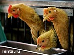 Article В Полтавской области обнаружен птичий грипп?