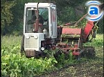 Article В Харьковской области начали убирать сахарную свеклу