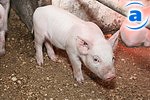 Article В Харьковской области стало больше свиней