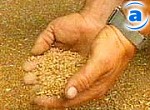 Article В Харькове стали больше продавать зерновых культур