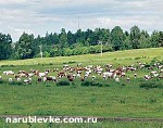 Зображення до:  В Чугуевском районе на танковом полигоне подорвались трое пастухов