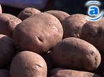 Article В этом году в Харьковской области рекордно низкий урожай картофеля