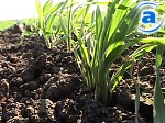 Article Аграрии Блюзнюковского и Шевченкого районов закончили сеять озимые