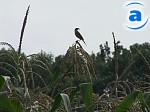 Article В Харьковской области почти закончили собирать кукурузу на силос