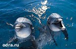Article Геннадий Кернес заявил, что в Харькове может появиться дельфинарий