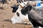 Article Самая высокая производительность коров – в хозяйствах Чугуевского района