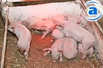 Article В Харьковской области растет поголовье свиней