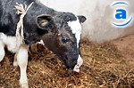 Article В некоторых районах Харьковской области коровы становятся редкостью