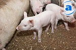 Article В прошлом году в области стало больше свиней