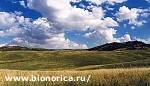 Article Археологи раскопали самое древнее дерево