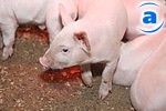 Article В Харьковской области насчитывается 322 тыс. 300 свиней