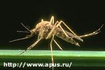 Article В странах Южной Америки бушует опаснейшая эпидемия
