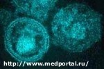 Article Ученые: вирус ВИЧ можно победить