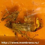 Article В Мексике обнаружили одну из самых древних лягушек