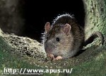 Article Штаб-квартиру ООН заполонили крысы