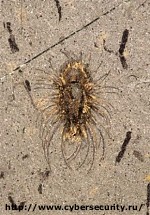 Article Найдено самое древнее морское животное