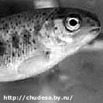 Article Кровеносные сосуды будут делать из кожи лосося?