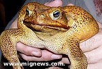 Article В Австралии нашли жабу размером с собаку
