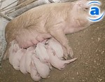 Article В Харьковской области растет поголовье свиней