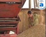 Article Аграрии Харьковской области намолотили больше 10 тыс. тонн зерна