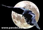 64464