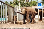 Зображення до:  В Харьковском зоопарке появился еще один слон (фото)