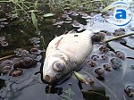 Зображення до:  Причины массовой гибели рыбы  в водоемах Лозовского района Харьковской области