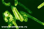 Article В Конго вспышка эболы: более 160 человек погибли