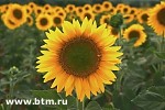 Article С 1 ноября Кабмин планирует ввести квоты на подсолнечное масло