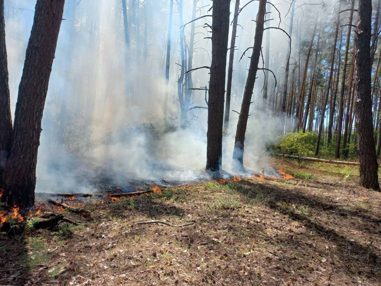 Зображення до:  На Харківщині від обстрілів згоріло 30 га лісів і трави