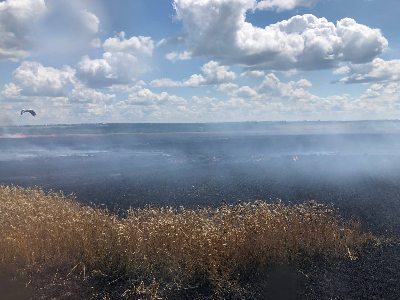 Зображення до:  Від обстрілів на Харківщині загорілися два пшеничні поля