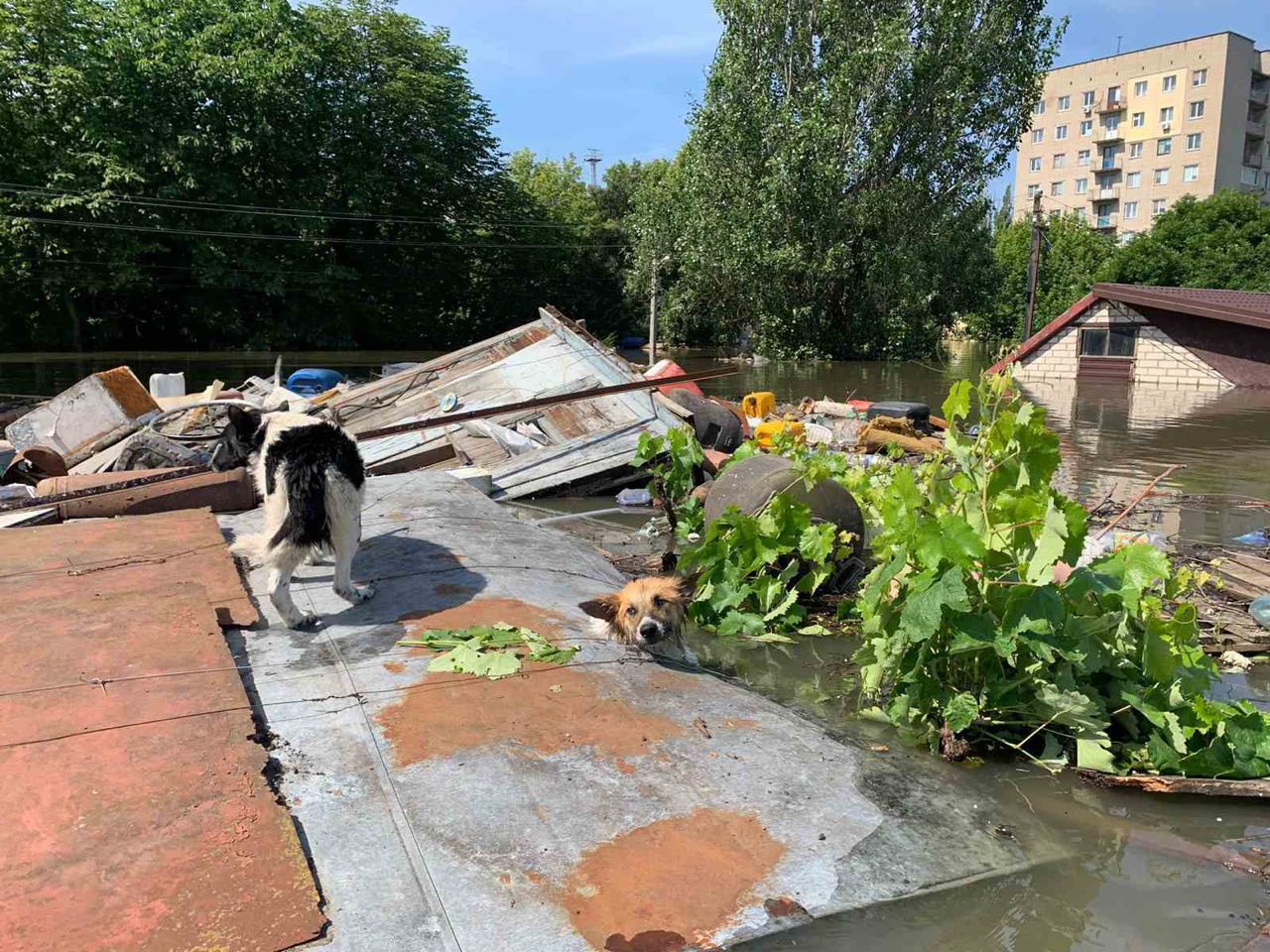 Зображення до:  «Пливи, я тебе дістану»: як харківські волонтери рятують тварин на Херсонщині