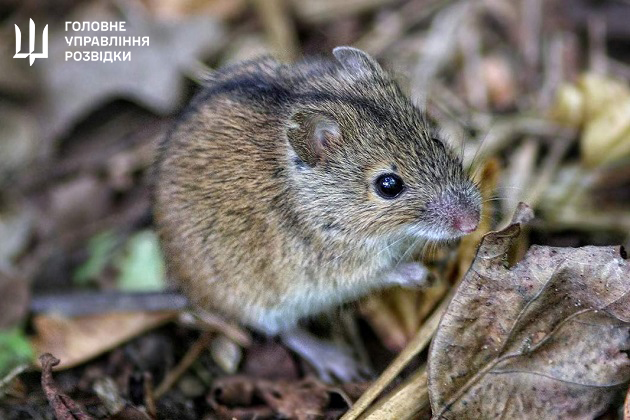 Зображення до:  Російські війська під Куп’янськом вражає «мишача лихоманка» — ГУР