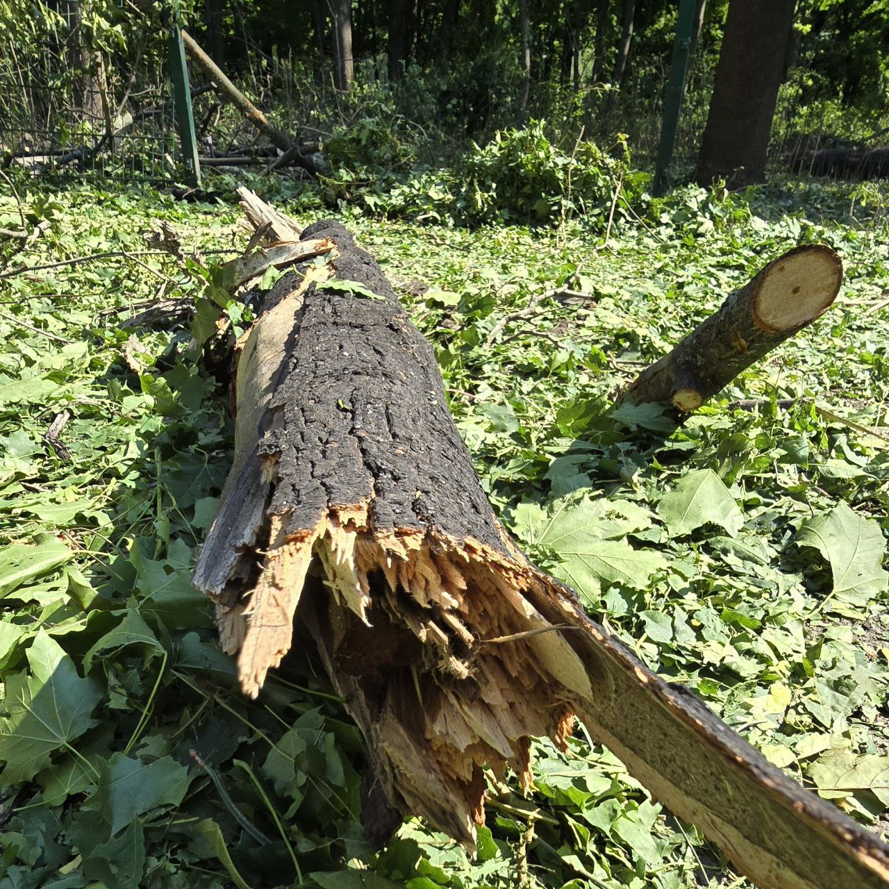 Зображення до посту: У Центральному парку Харкова усувають наслідки обстрілу 19 травня: фото