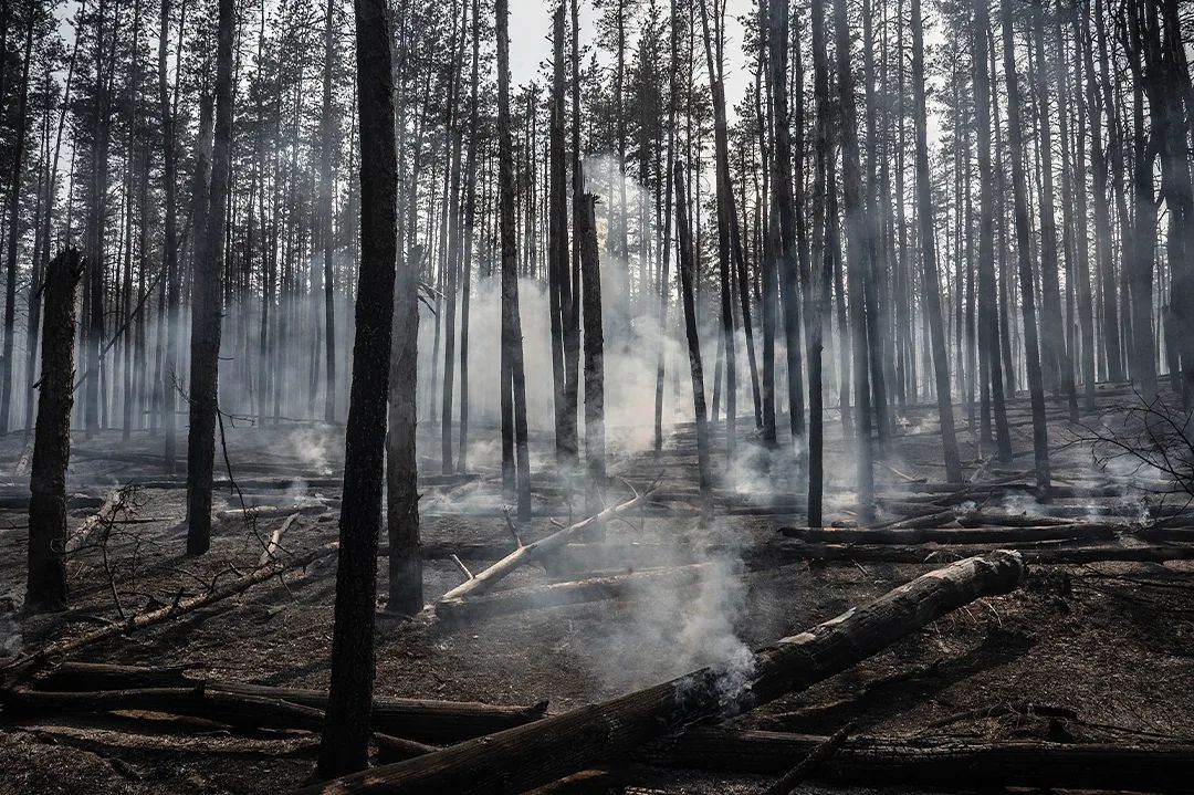 Зображення до:  У Балаклії через пожежу в нерозмінованому лісі детонують російські боєприпаси