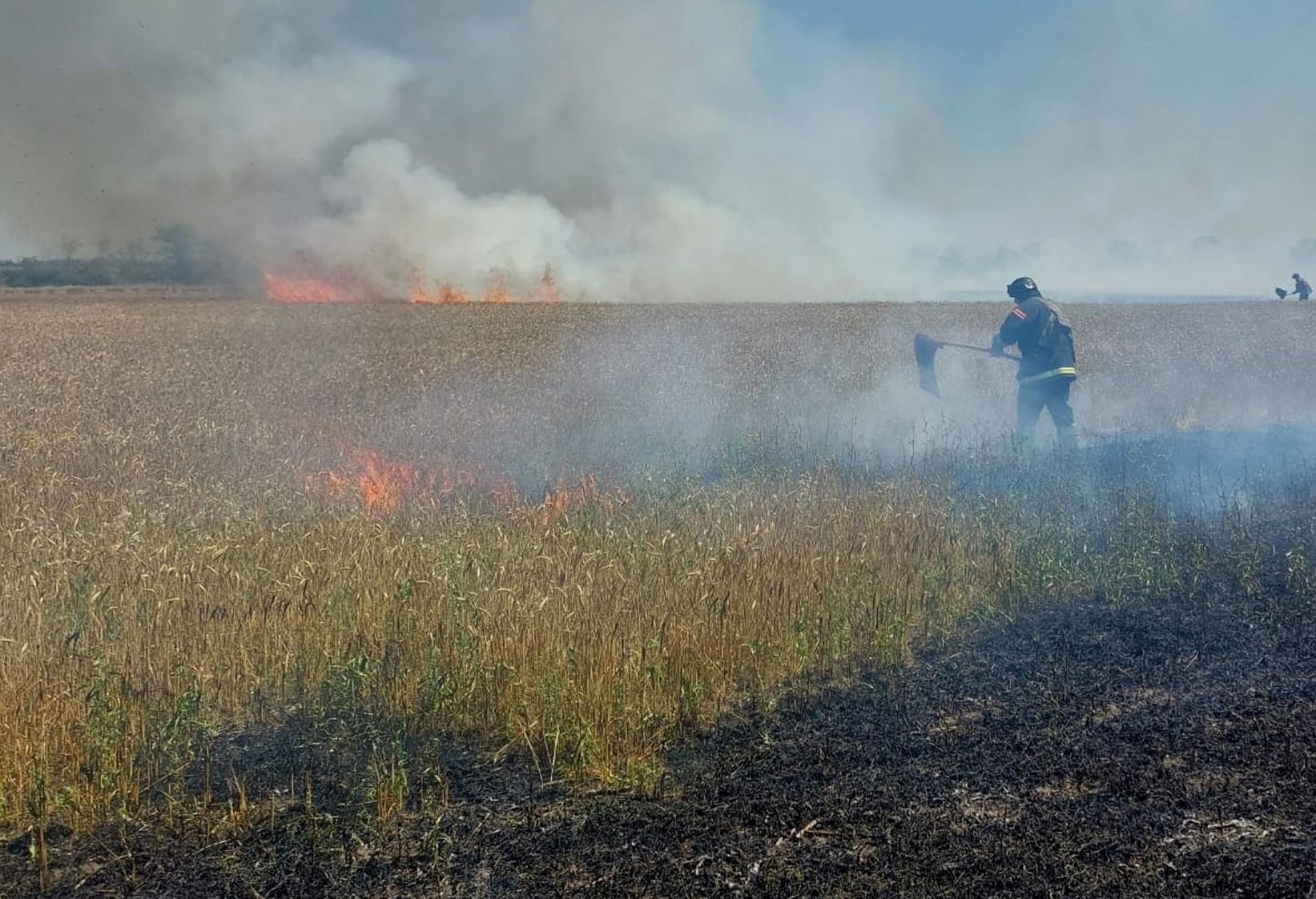 Зображення до посту: У Курилівці від обстрілу згоріло 20 га пшеничного поля: фото