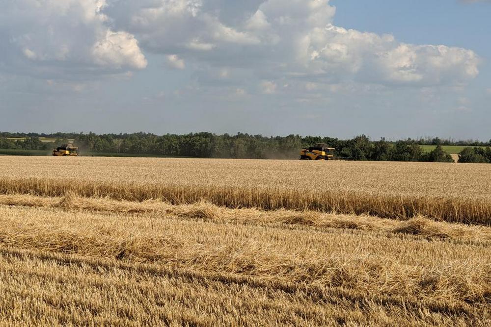 Зображення до посту: Спека може погіршити врожай на Харківщині: оцінка гідрометцентру