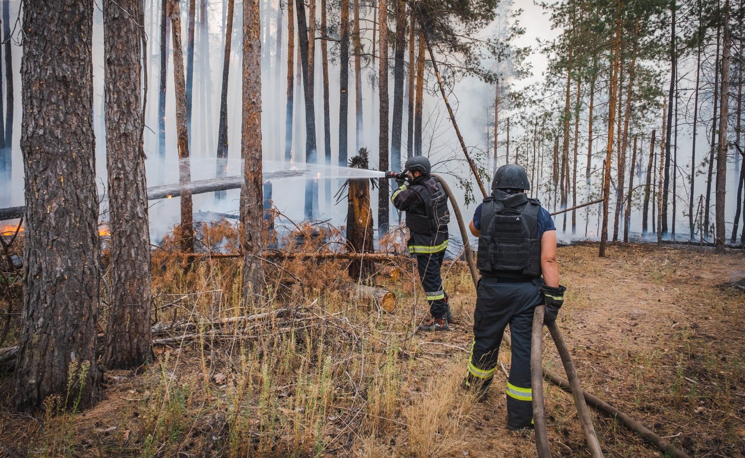 Зображення до:  Пожежа в парку «Святі гори»: на Донеччині полум’я приборкали, на Харківщині — ще гасять