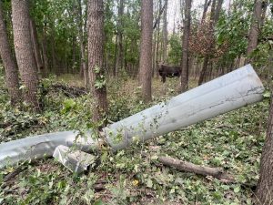 Зображення до посту: Лосиха Люся потрапила під обстріл поблизу Харкова: тварина уціліла