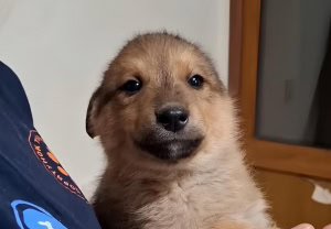 Зображення до посту: Військові врятували 12 цуценят поблизу лінії фронту на Харківщині