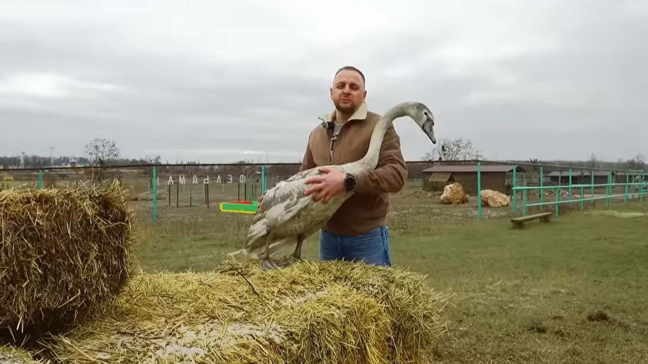 Зображення до:  У харківському екопарку прихистили лебедів, врятованих з-під Куп’янська