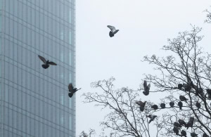 Зображення до посту: На Харківщину 1 січня опустився туман: коли чекати снігу