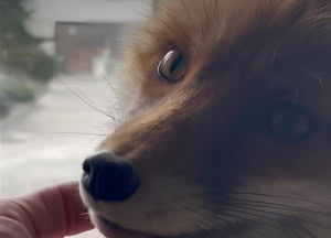 Зображення до посту: У харківському екопарку врятували контужену лисицю з-під Борової