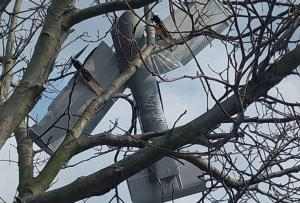 Зображення до посту: Російський дрон застряг на дереві у Куп’янську: люди не постраждали