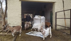 Зображення до посту: Притулку для евакуйованих тварин під Харковом потрібна допомога після дронового удару