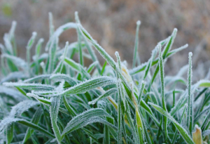Зображення до посту: На Харківщині прогнозують нічні заморозки з 27 квітня