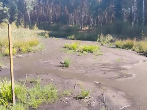 Зображення до посту: На Харківщині пересихають лісові болота: фахівці пояснили, чим це загрожує