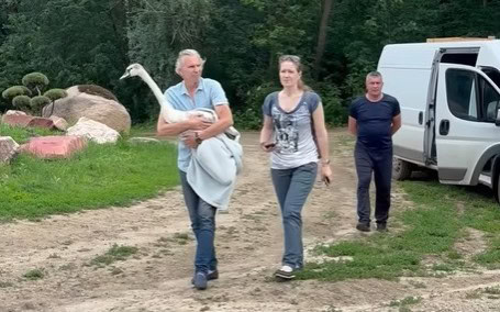Зображення до:  У харківському екопарку оселився врятований на кризі лебідь