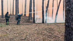 Зображення до посту: За добу на Харківщині загасили пів сотні пожеж у полях і лісах