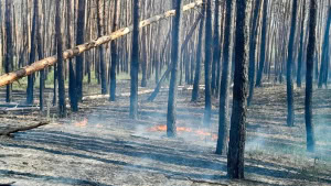 Зображення до посту: Російські обстріли спричинили пожежі у трьох районах Харківщини